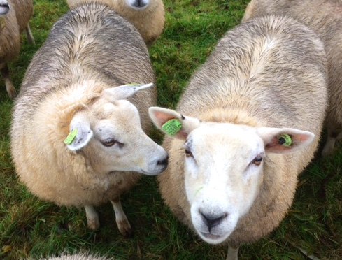 schaap